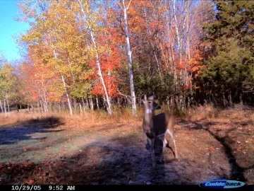 [Hearth.com] Shot a deer today!