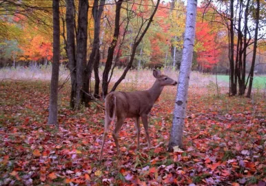 [Hearth.com] Shot a deer today!