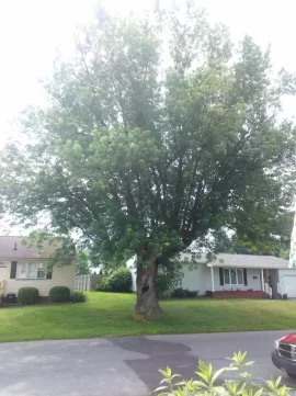 [Hearth.com] So I'm out giving tree removal estimates yesterday and......