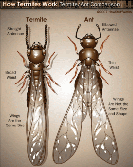 [Hearth.com] Brought home termites with my scrounge, now what?