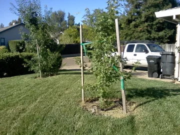 [Hearth.com] Shantung Maple, Arborist Question