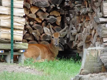 [Hearth.com] Animals hiding within my fuel storage