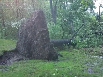 [Hearth.com] Evaluate tree's health (cut or not?)