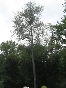 [Hearth.com] Evaluate tree's health (cut or not?)