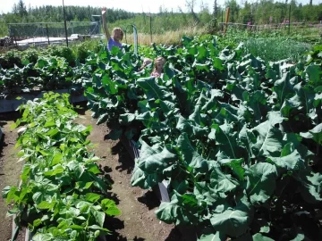 [Hearth.com] Broccoli grow good in Alaska