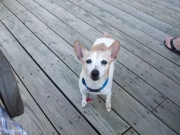 [Hearth.com] Does anyone else have a Miniature Wood Stack Terrier?