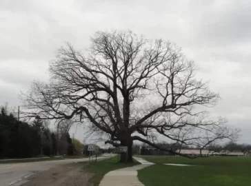 [Hearth.com] Largest tree you've ever seen....