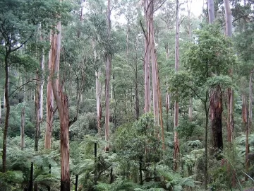 [Hearth.com] Largest tree you've ever seen....