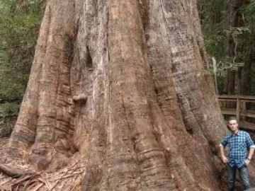 [Hearth.com] Largest tree you've ever seen....