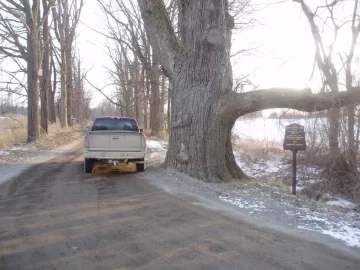 [Hearth.com] Largest tree you've ever seen....