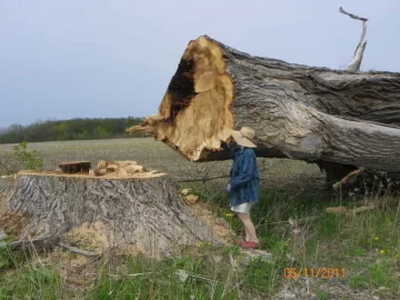 [Hearth.com] Largest tree you've ever seen....