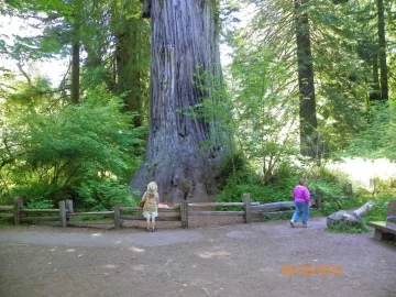 [Hearth.com] Largest tree you've ever seen....