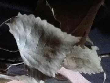 [Hearth.com] Leaf ID?