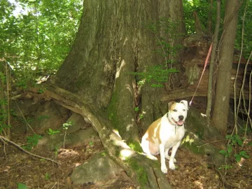 [Hearth.com] Largest tree you've ever seen....