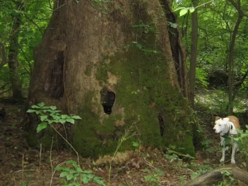 [Hearth.com] Largest tree you've ever seen....