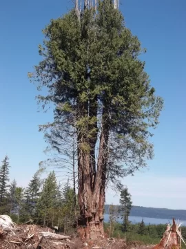 [Hearth.com] Two Old Cedars