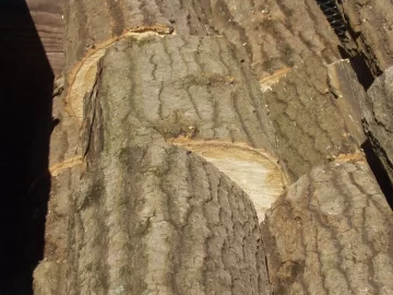 [Hearth.com] I know another tree ID