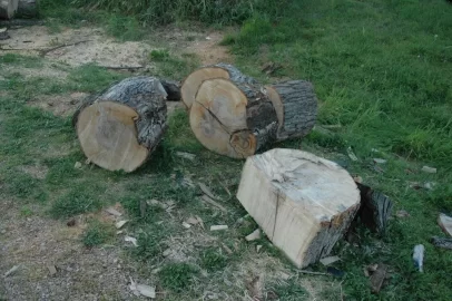 [Hearth.com] Tree ID w/bonus "it's time to start splitting" pic