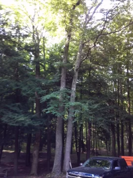 [Hearth.com] Some tree work up at scout camp today....