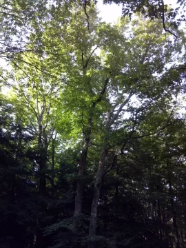 [Hearth.com] Some tree work up at scout camp today....