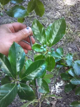 [Hearth.com] Some tree work up at scout camp today....