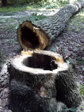 [Hearth.com] Some tree work up at scout camp today....