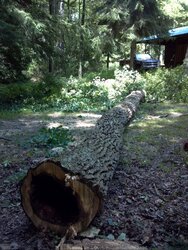 Some tree work up at scout camp today....