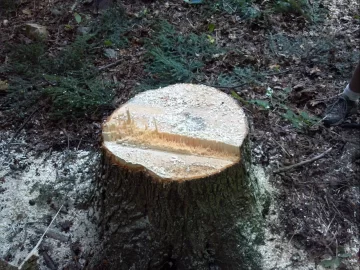 [Hearth.com] Some tree work up at scout camp today....