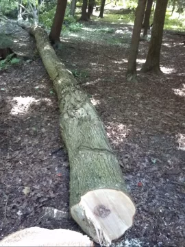 [Hearth.com] Some tree work up at scout camp today....