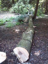 Some tree work up at scout camp today....