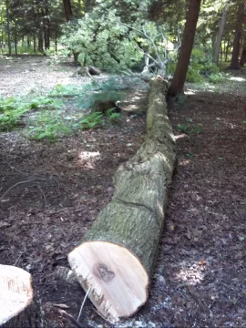 [Hearth.com] Some tree work up at scout camp today....