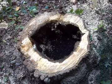 [Hearth.com] Some tree work up at scout camp today....