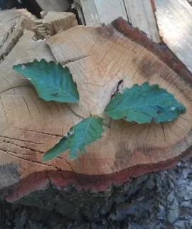 [Hearth.com] Tree ID: Oak subspecies