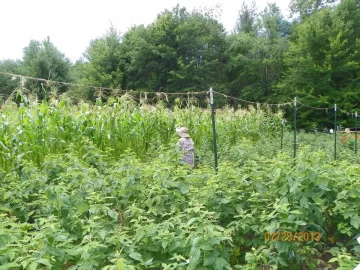 [Hearth.com] 180 ears of corn?  No problem!