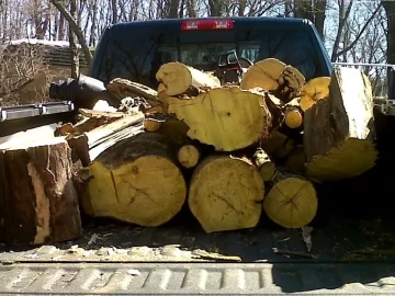 [Hearth.com] Osage and Locust Score From This Year.