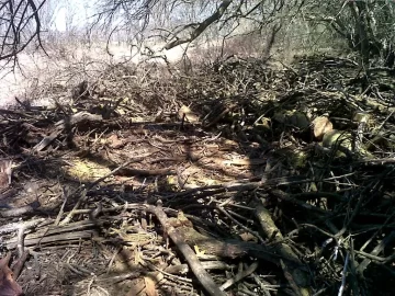 [Hearth.com] Osage and Locust Score From This Year.