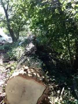 [Hearth.com] Oh Boy! Free Craigslist Firewood!