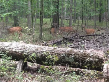 [Hearth.com] Bucking Big Wood