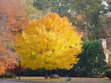 [Hearth.com] More Fall Glory in New England