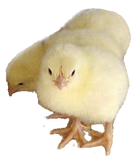 [Hearth.com] Pellet Stoves help pick up Chicks?????????