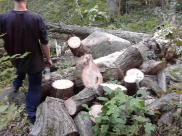 [Hearth.com] Huge Silver Maple