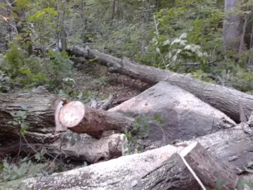 [Hearth.com] Huge Silver Maple