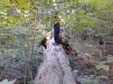 [Hearth.com] Huge Silver Maple