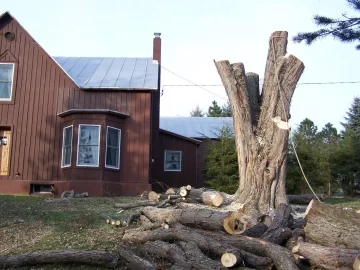 [Hearth.com] Huge Silver Maple