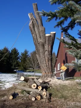 [Hearth.com] Huge Silver Maple