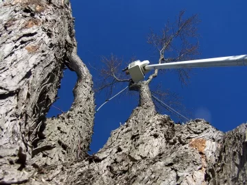 [Hearth.com] Huge Silver Maple