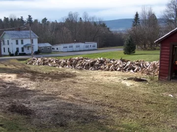 [Hearth.com] Huge Silver Maple