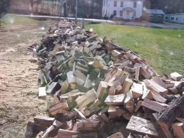 [Hearth.com] Huge Silver Maple