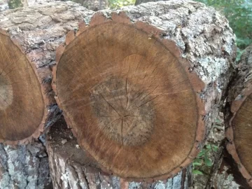 [Hearth.com] A little help with a Tree ID?