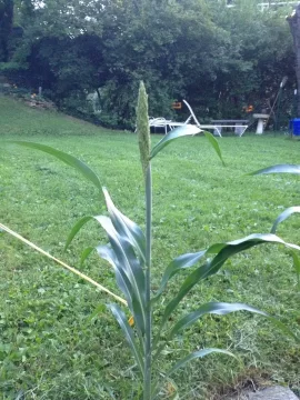 [Hearth.com] What's this weed?